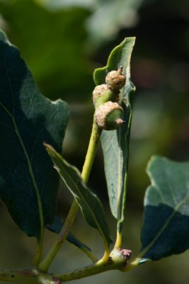 Quercus robur 'Argenteomarginata' - dub letní - plod